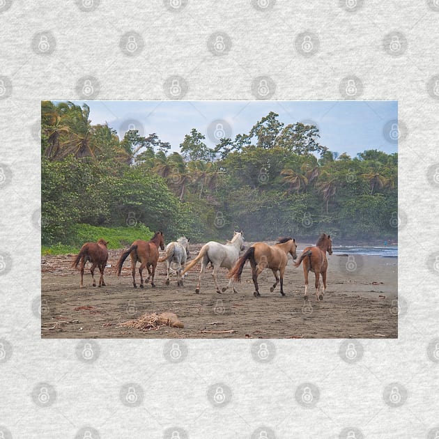 Costa Rica. Town of Cahuita. Horses on the Beach. by vadim19